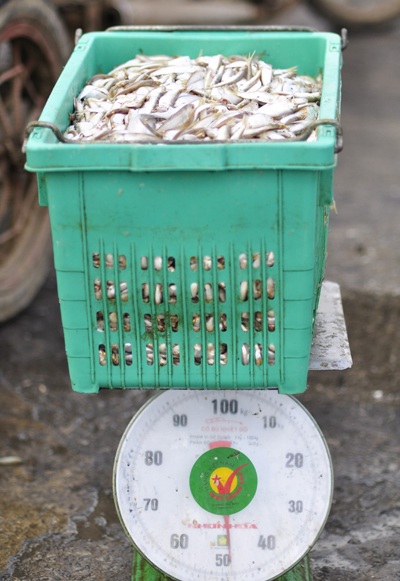 Ngư dân được mùa cá mòi - 21