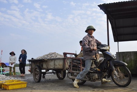 Ngư dân được mùa cá mòi - 23