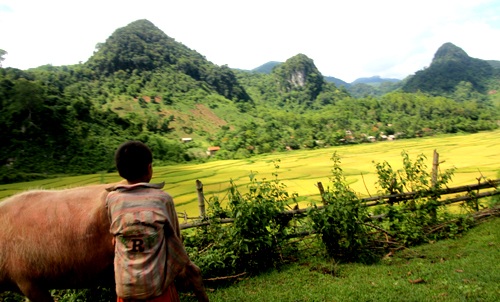 Vàng tươi cánh đồng lúa dưới chân núi Xết