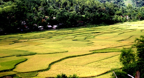 Vàng tươi cánh đồng lúa dưới chân núi Xết