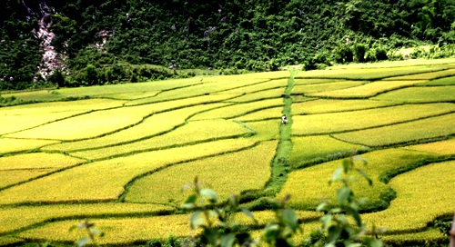 Vàng tươi cánh đồng lúa dưới chân núi Xết