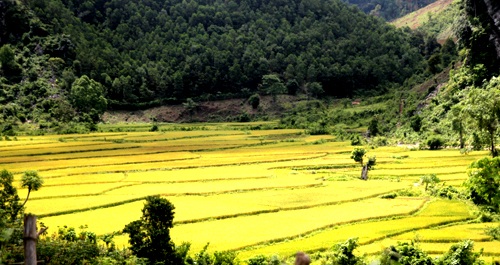 Vàng tươi cánh đồng lúa dưới chân núi Xết