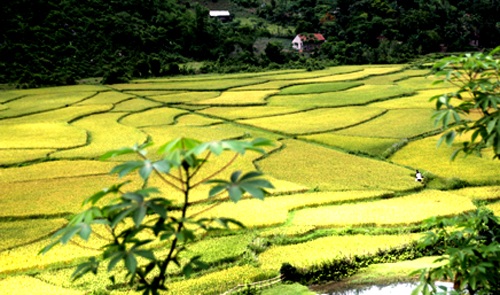 Vàng tươi cánh đồng lúa dưới chân núi Xết