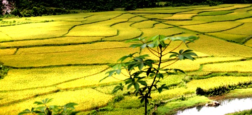 Vàng tươi cánh đồng lúa dưới chân núi Xết