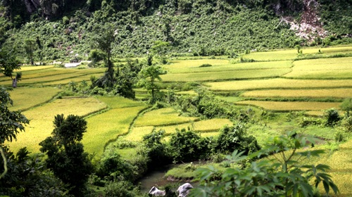 Vàng tươi cánh đồng lúa dưới chân núi Xết