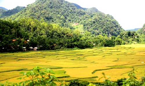 Vàng tươi cánh đồng lúa dưới chân núi Xết