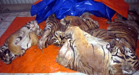 Gần 20 km rượt đuổi xế hộp chở 3 xác hổ