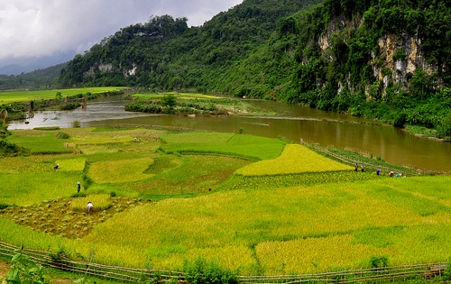 Vàng tươi cánh đồng lúa dưới chân núi Xết