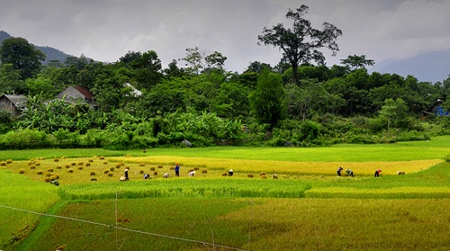 Vàng tươi cánh đồng lúa dưới chân núi Xết