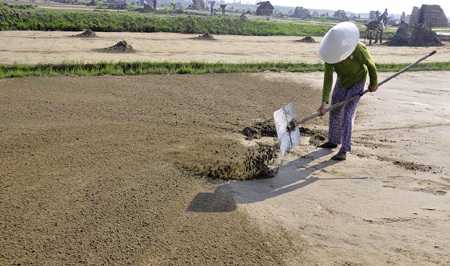 Những đứa trẻ theo mẹ ra ruộng muối cào đất làm muối giữa cái nắng như thiêu như đốt.