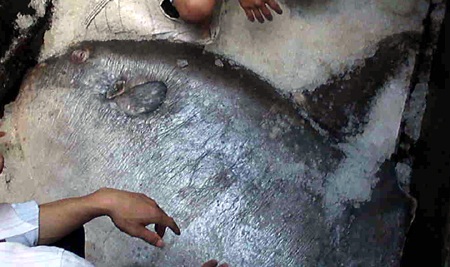 Ngư dân Quỳnh Lưu cho biết đây là con cá Mặt trăng lớn nhất mà họ từng thấy