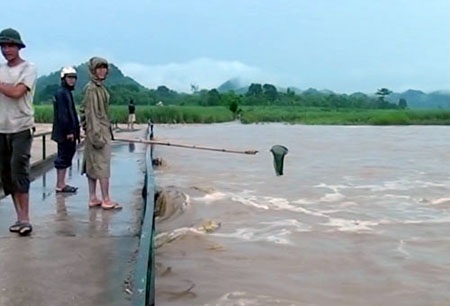 Làm cầu tràn ngập nước nguy hiểm, hàng chục diện tích mía bị nước nhấn chìm.