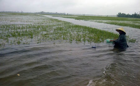 Nhiều diện tích lúa hè thu bị nhấn chìm dưới nước lũ.