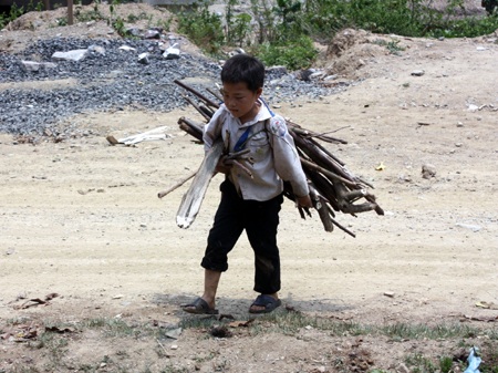 Lên rừng lấy củi