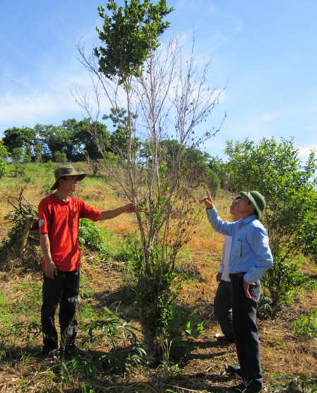 Lãnh đạo xã và người dân bên những diện tích Sở bị chết, kém hiệu quả ở xóm Dừa xã Nghĩa Yên