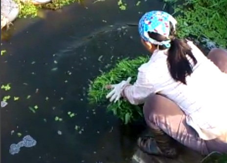 Hà Nội: Rau muống mơn mởn trên nước cực kỳ ô nhiễm - 1 Rửa rau trong dòng nước đen ngòm.