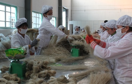 Công nhân sản xuất miến tại Công ty CP thực phẩm Minh Dương