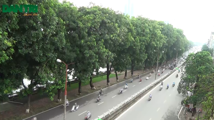 Người Hà Nội tiếc nuối hàng cây cổ thụ biến mất