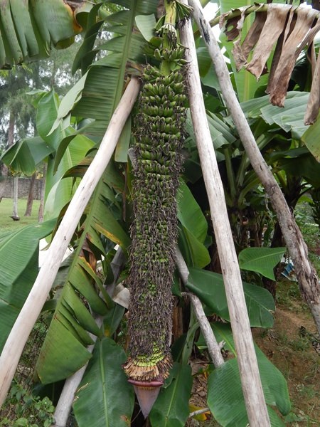 Hiện buồng chuối đã có hơn 100 nãi và bắp hoa vẫn còn rất to