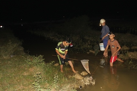 Đêm là thời điểm lý tưởng để bắt con rươi