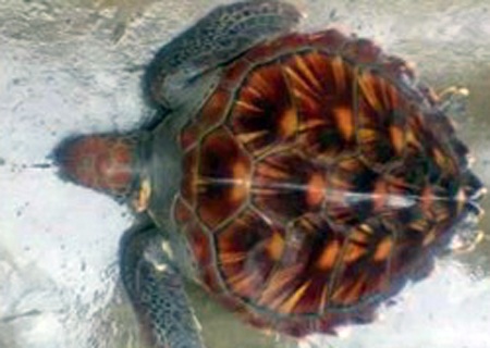Con rùa quý trước khi được thả về biển 