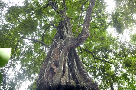 Ngắm cây thị ngàn năm tuổi gắn với sự tích cứu vua Lê Lợi
