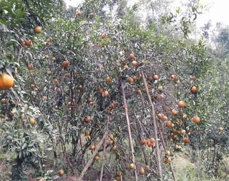 Những gốc cam mới trồng và những gốc trên 10 năm đều cho quả sai như nhau