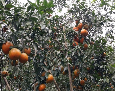 Dùng cọc chống đỡ những cành cam bù sai trĩu quả.