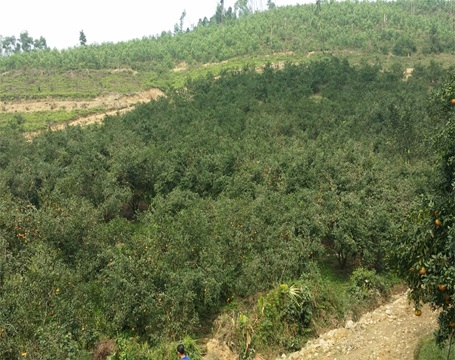 Dùng cọc chống đỡ những cành cam bù sai trĩu quả.