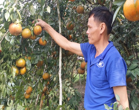 Không phụ lòng người chăm sóc, cam đem lại cho người dân nơi đây nguồn thu nhập khá mong đợi.