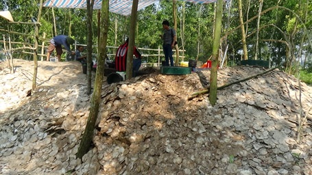 Phát hiện nhiều vỏ điệp trong hố khai quật 3 bộ xương người Việt cổ - 2 Lớp trầm tích dày hàng mét bằng vỏ điệp tại hố khai quật.