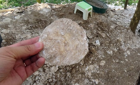 Phát hiện nhiều vỏ điệp trong hố khai quật 3 bộ xương người Việt cổ - 3 Hầu hết vỏ điệp ở di chỉ Rú Điệp, xã Thạch Đài còn rất nguyên vẹn