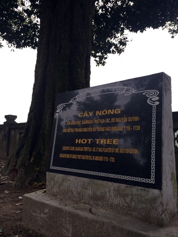 Chuyện về 3 cây cổ thụ trên 300 tuổi trong khu lưu niệm Đại thi hào Nguyễn Du