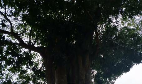 Chuyện về 3 cây cổ thụ trên 300 tuổi trong khu lưu niệm Đại thi hào Nguyễn Du - 2 Chuyện về 3 cây cổ thụ trên 300 tuổi trong khu lưu niệm Đại thi hào Nguyễn Du