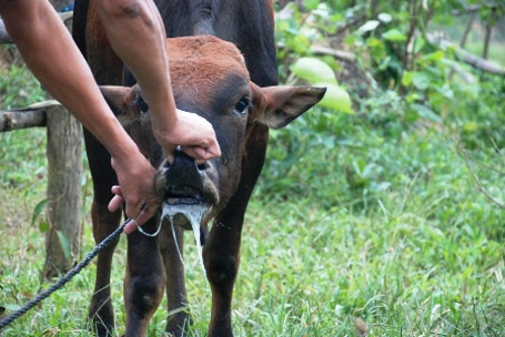 Xuất hiện dịch lở mồm long móng giữa lúc nắng nóng - 1 Một con bê bị dịch LMLM (ảnh minh họa)