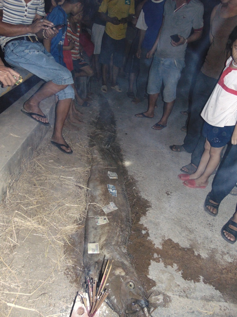 Xác cá được phát hiện