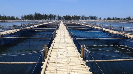 “Vàng ròng” trên sa mạc cát - 4 Trang trại nuôi cá mú được đầu tư theo công nghệ của đối tác