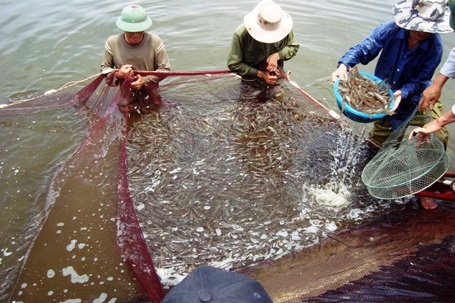 Một trong những vựa tôm bội thu của chị Hạnh giữa vùng đất cát khắc nghiệt