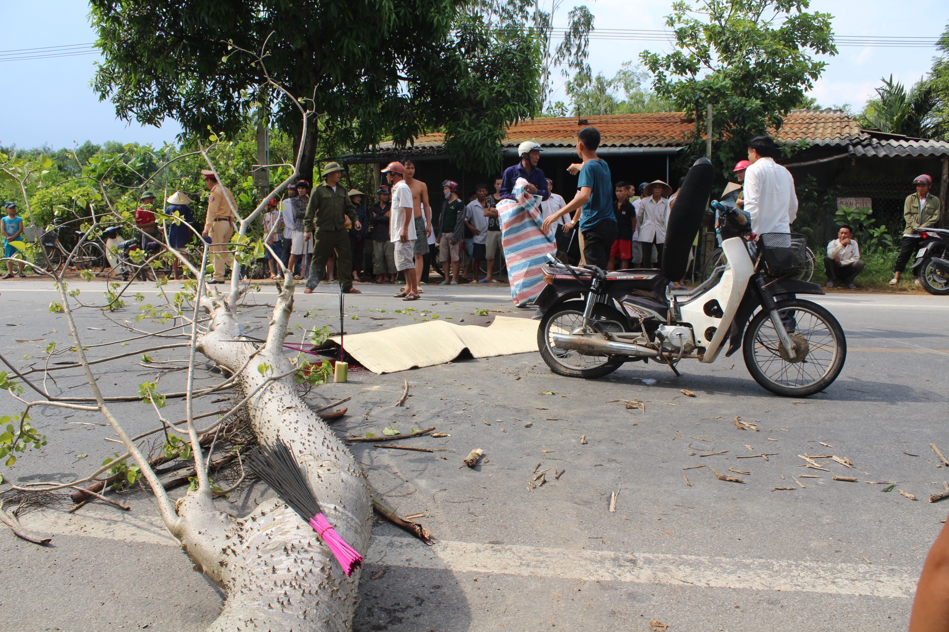 Cây ngô đồng đổ đè chết người.