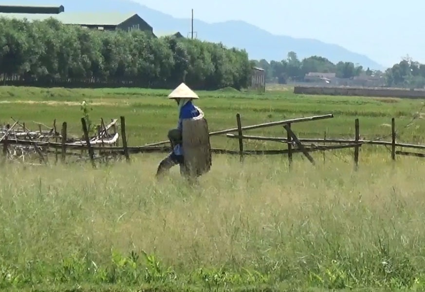 Nông dân dùng “bảo bối” đối phó với nắng nóng - 1 Người dân khoác trên vai chiếc áo tơi mỗi khi ra đồng