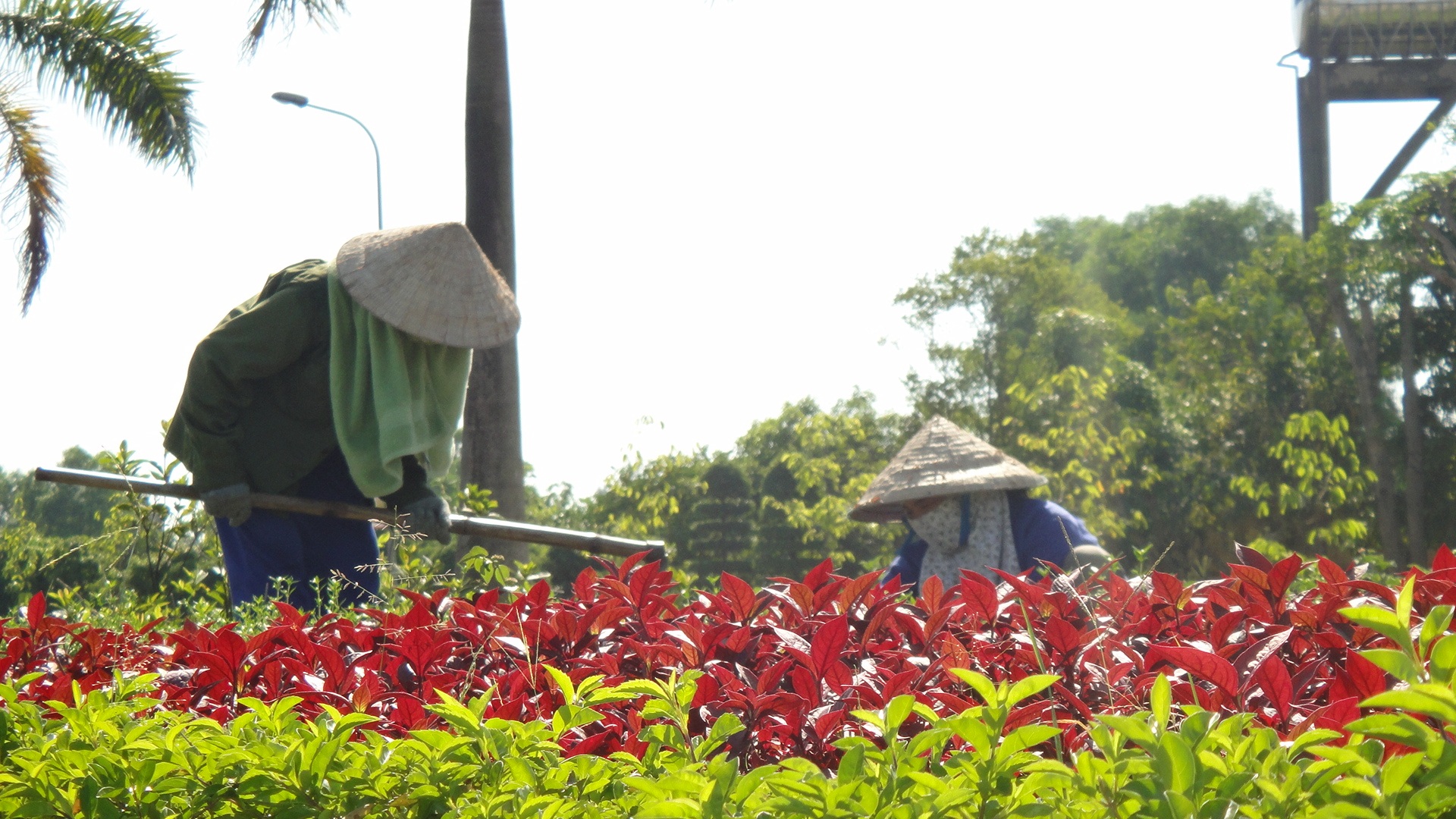 Bà Lan đạp
xe cả ngày trời dưới nắng nóng để kiếm 50-70
nghìn đồng