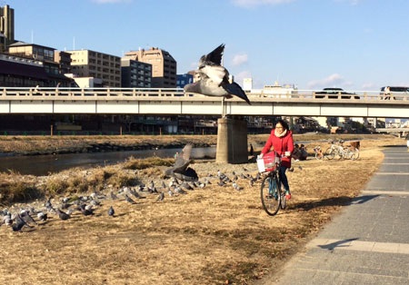 Trải nghiệm ở xứ “Mặt trời mọc” (Kỳ 1)