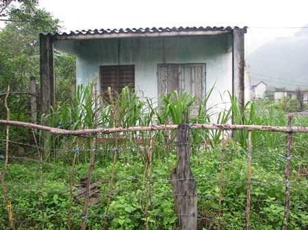 Cỏ mọc um tùm vì không người ở