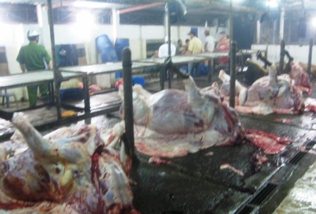 Những con bò vừa giết mổ sau khi đã bơm nước