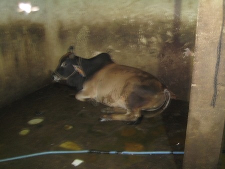 Bò bị bơm nước trước khi giết mổ