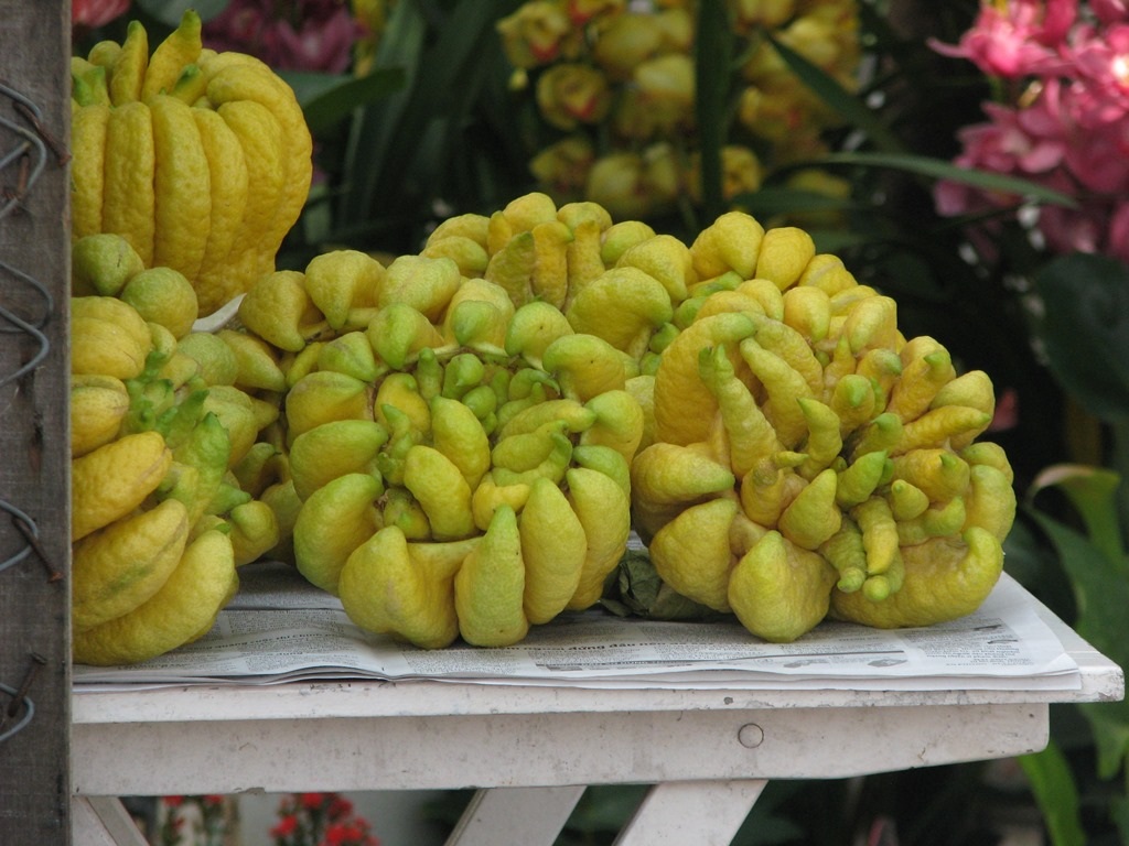 Quả phật thủ lần đầu tiên xuất hiện ở Đà Nẵng