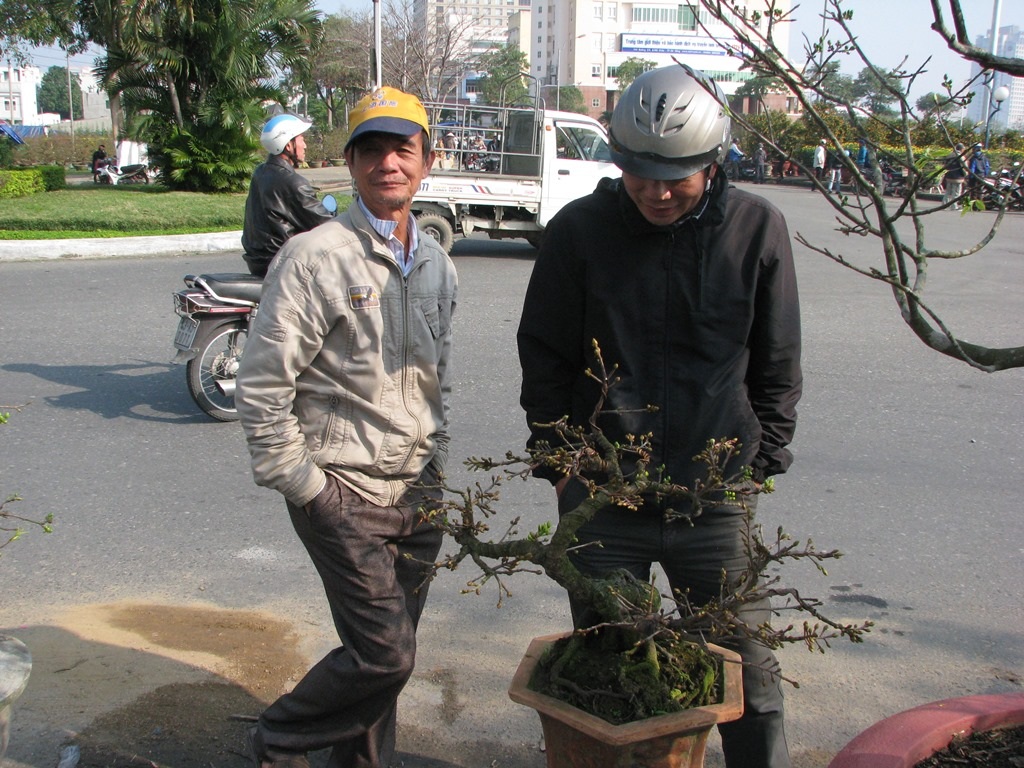 Những chậu mai có giá tiền triệu ít người mua