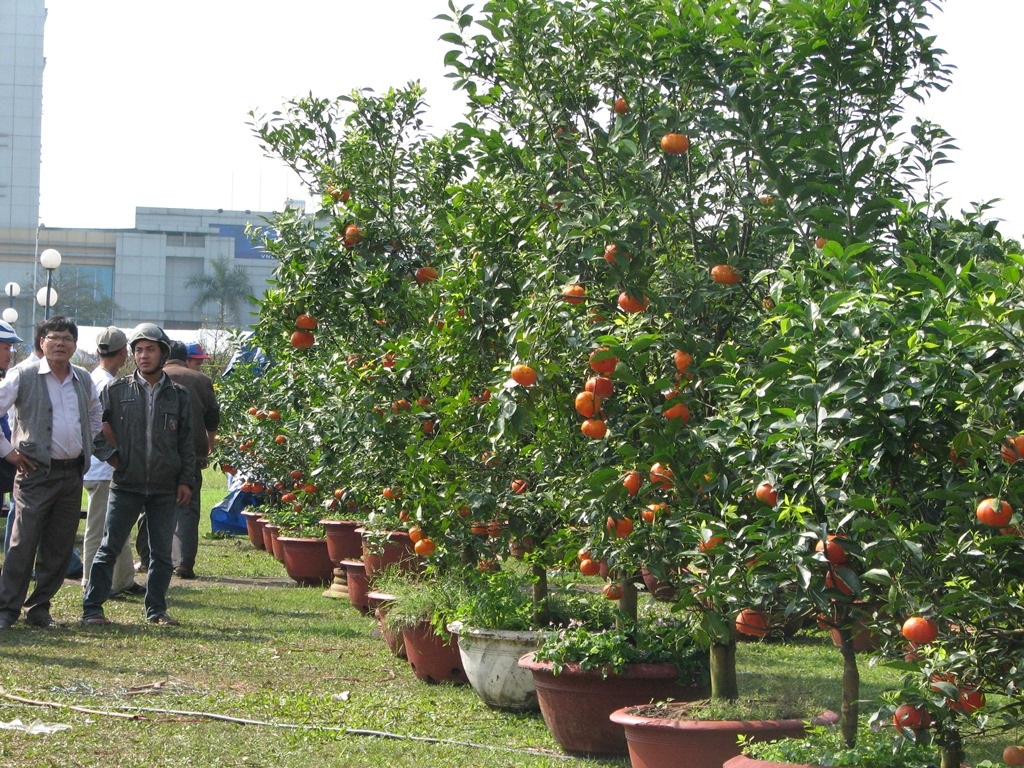 Các loại cam, buổi của miền Bắc cũng đã có mặt tại chợ hoa xuân Đà Nẵng