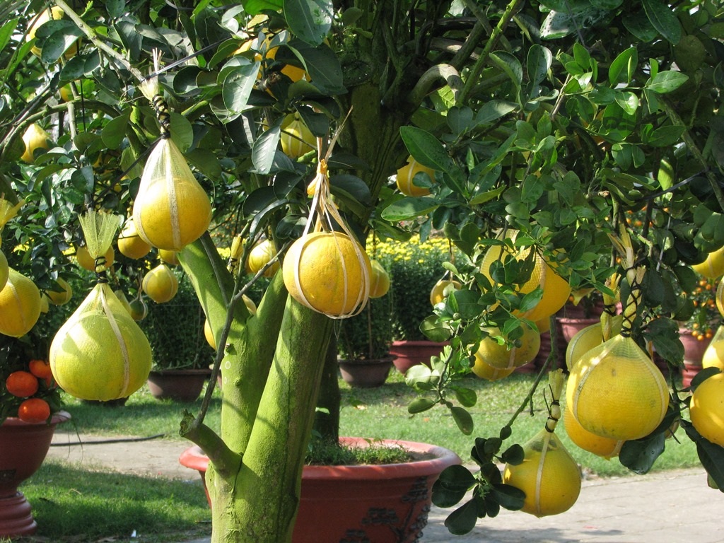 Các loại cam, buổi của miền Bắc cũng đã có mặt tại chợ hoa xuân Đà Nẵng