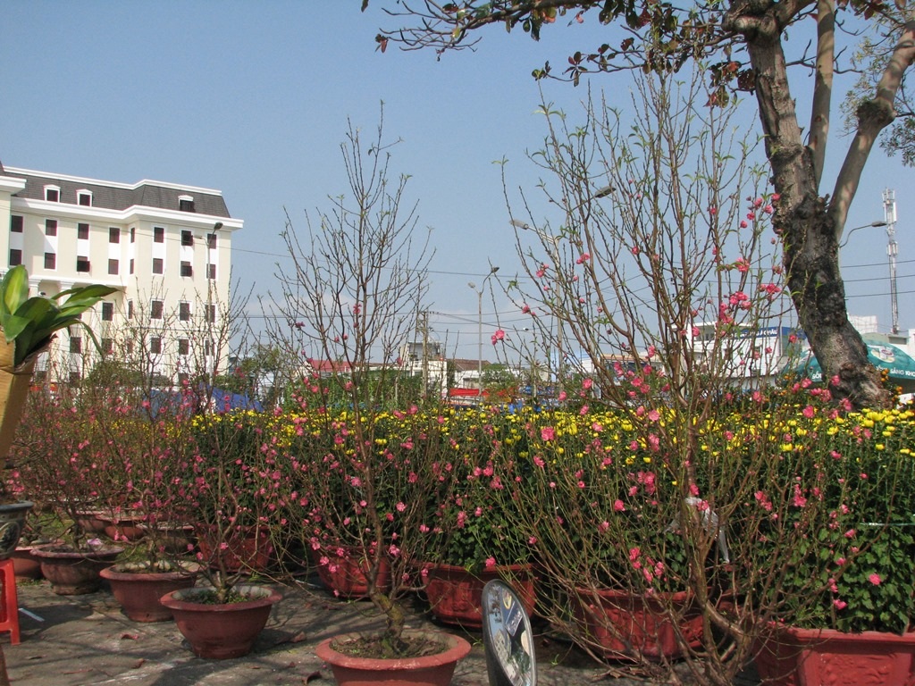 Những chậu đào cũng chung hoàn cảnh như mai, quất.